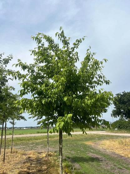 Ostrya japonica op stam op stam