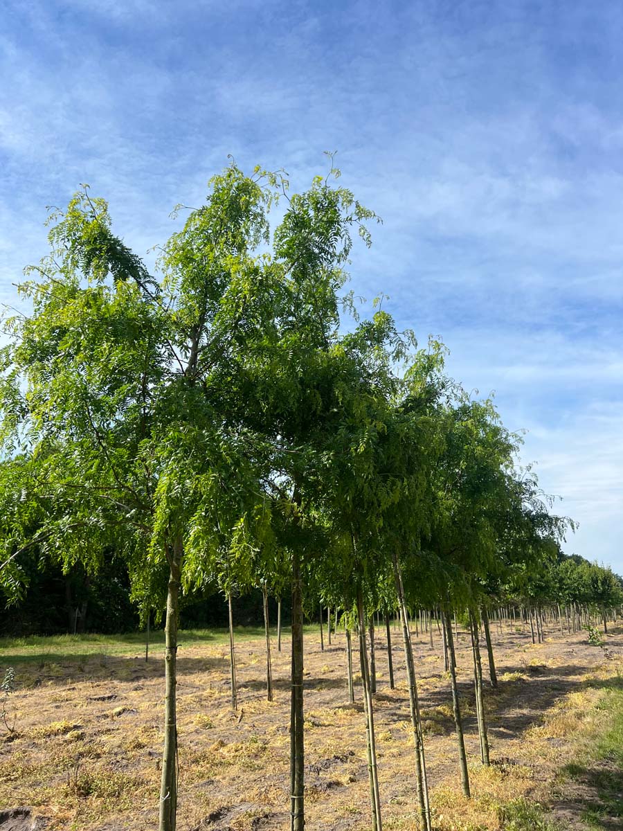 Gleditsia triacanthos 'Skyline' op stam op stam