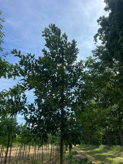 Quercus hispanica 'Wageningen' op stam op stam