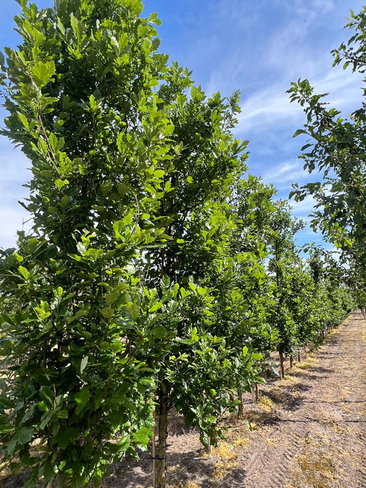 Quercus warei 'Long' op stam geveerd