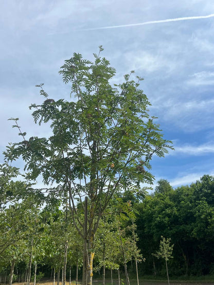 Sorbus aucuparia 'Sheerwater Seedling' op stam op stam
