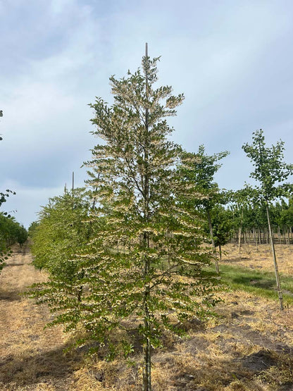 Styrax japonicus op stam op stam