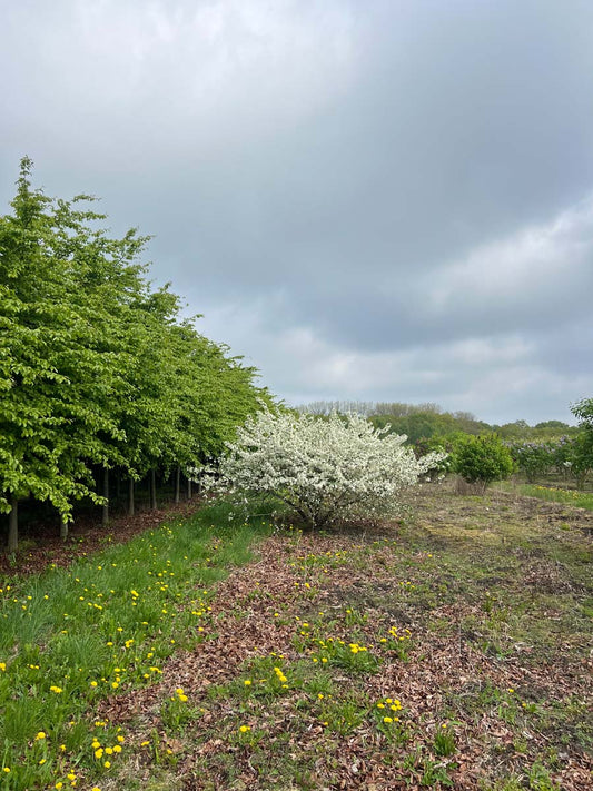 Malus toringo sargentii meerstammig / struik meerstammig