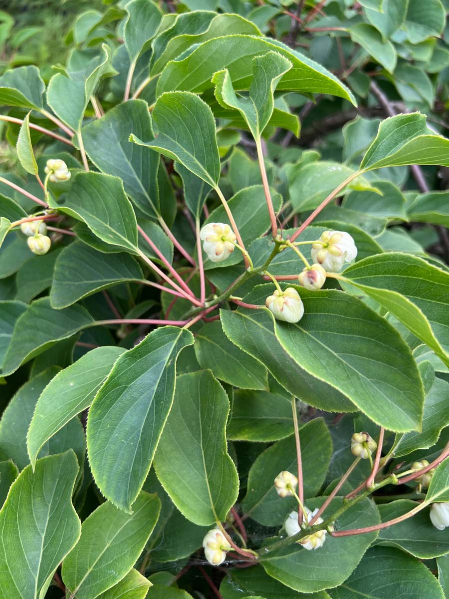 Actinidia arguta 'Issai' meerstammig / struik bloem