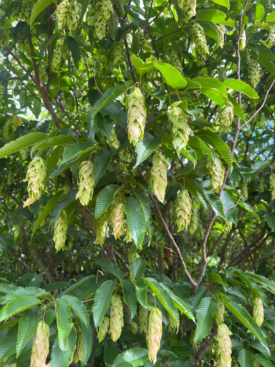 Carpinus japonica meerstammig / struik bloem