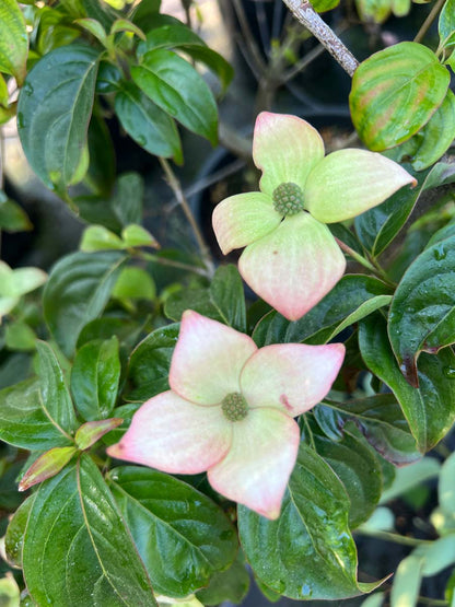 Cornus 'Blooming Merry Tetra' Tuinplanten bloem