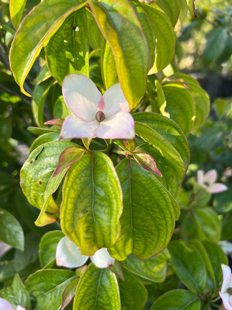 Cornus 'Blooming Merry Tetra' bloem