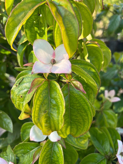 Cornus 'Blooming Merry Tetra' bloem