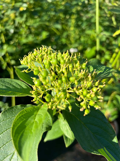 Cornus sericea 'Flaviramea' haagplant bloem