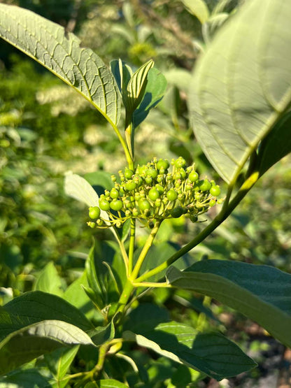 Cornus sericea 'Flaviramea' op stam bloem