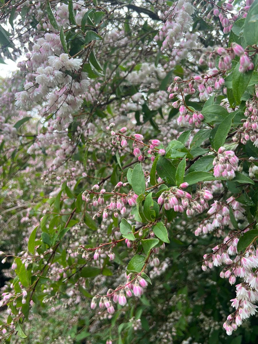 Deutzia scabra 'Plena' bloesem