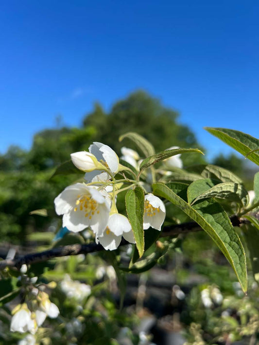 Philadelphus delavayi Tuinplanten bloem