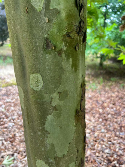 Platanus orientalis 'Mirkovec' solitair bast
