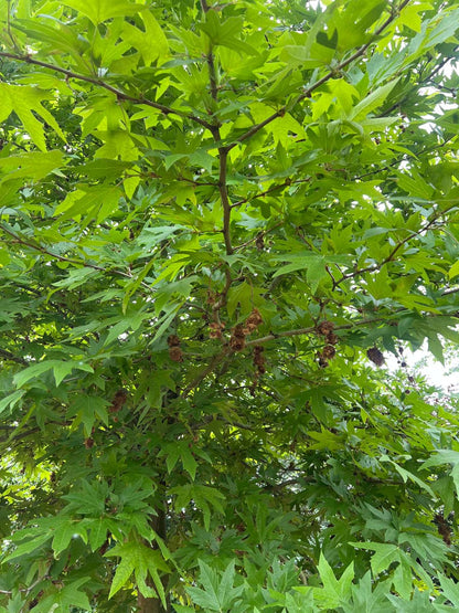 Platanus orientalis 'Mirkovec' solitair kroon