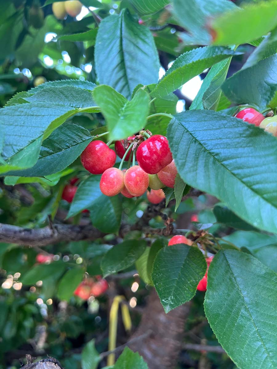 Prunus avium 'Merchant' meerstammig / struik vrucht