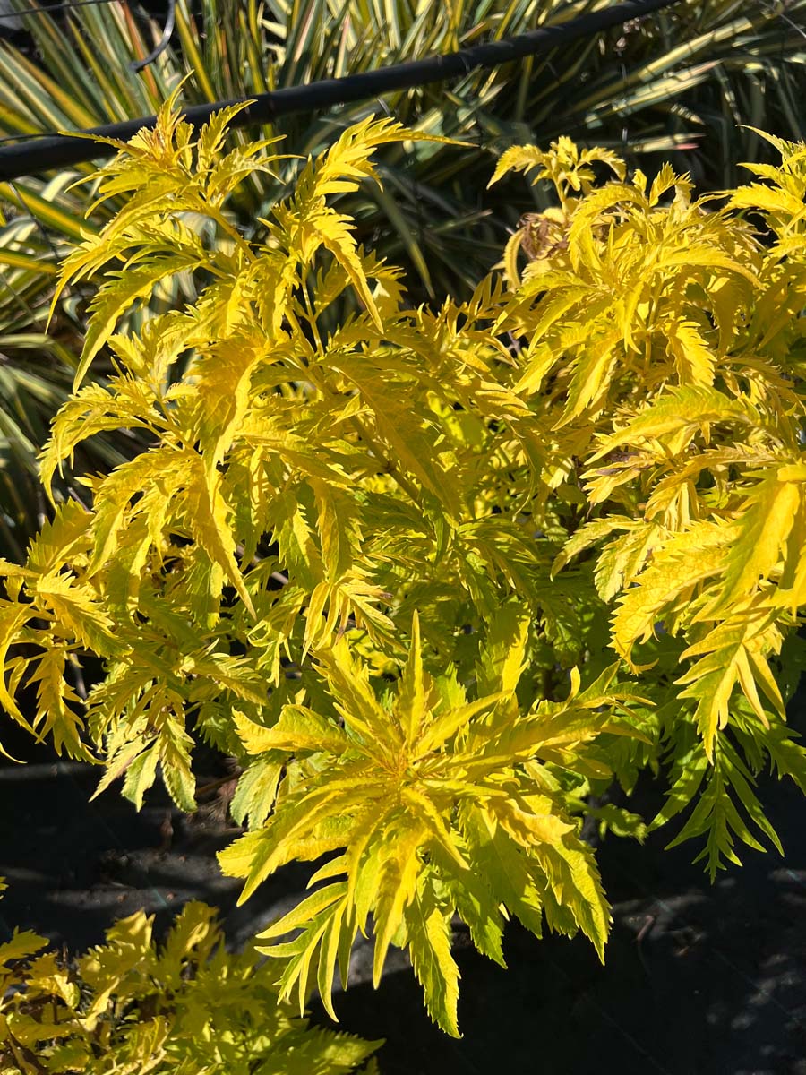 Sambucus racemosa 'Plumosa Aurea' Tuinplanten blad