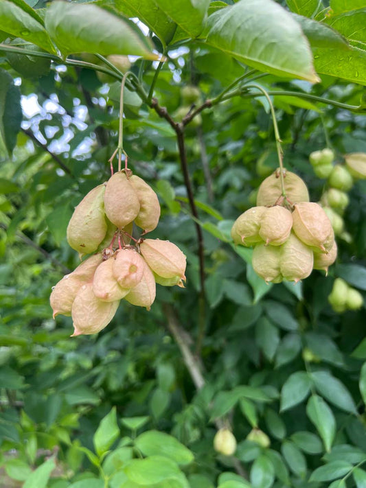 Staphylea colchica haagplant zaaddoos