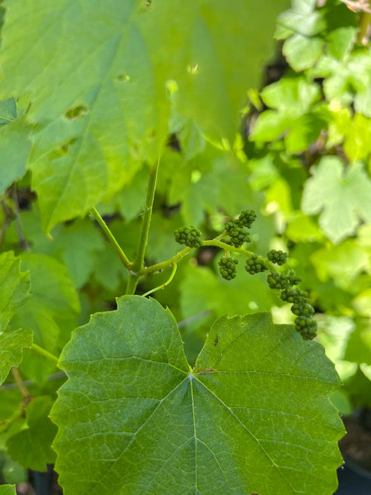 Vitis 'Boskoop Glory' druif