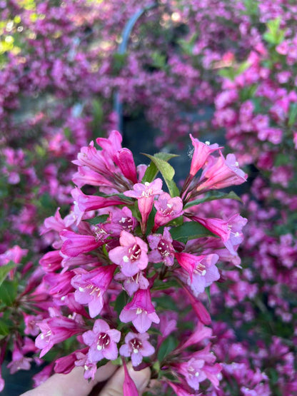 Weigela 'Rumba' meerstammig / struik bloem