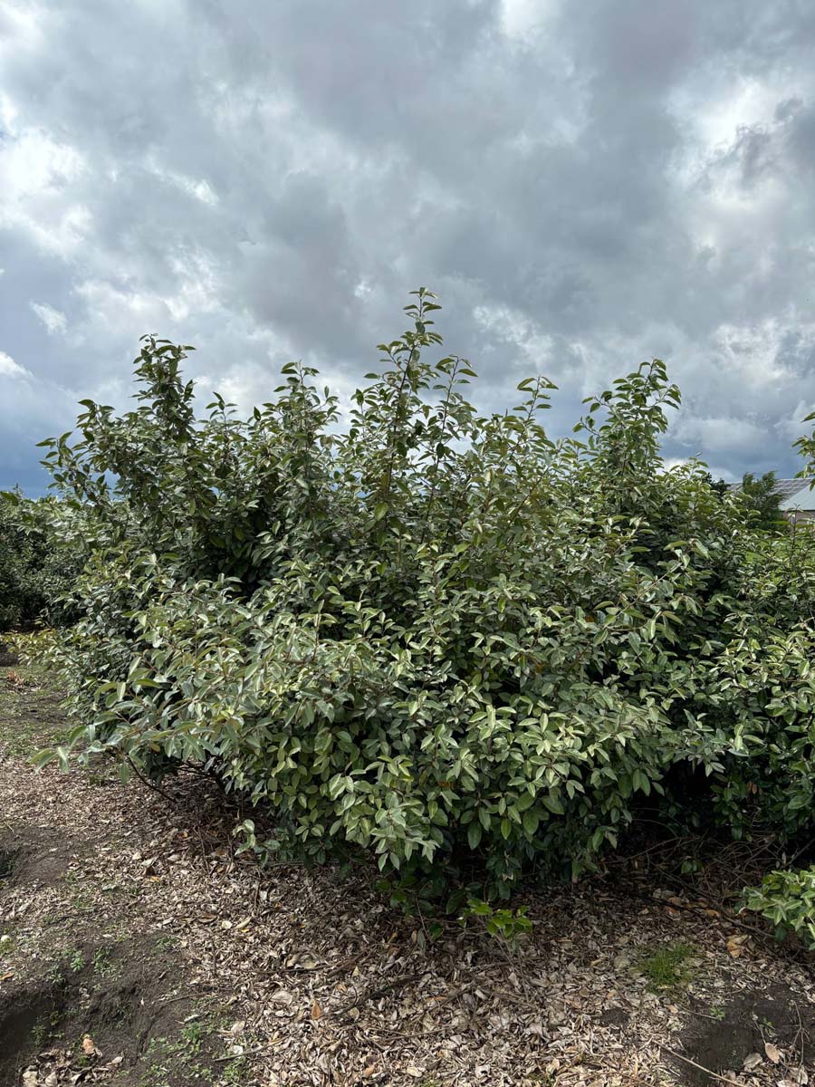 Elaeagnus ebbingei meerstammig / struik struik