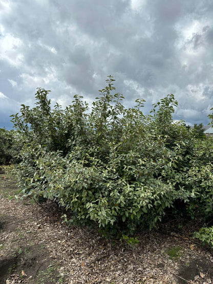 Elaeagnus ebbingei meerstammig / struik struik