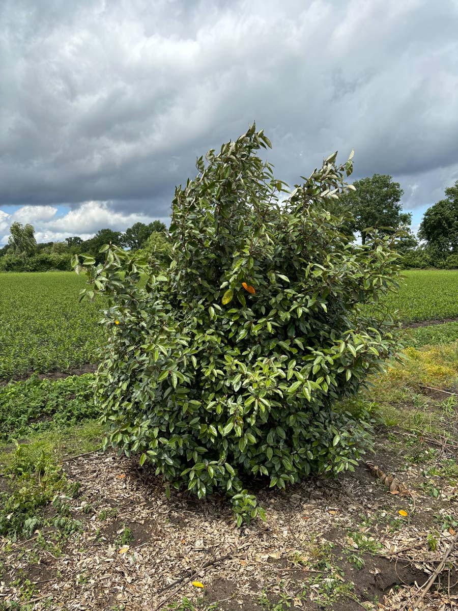 Elaeagnus ebbingei meerstammig / struik struik