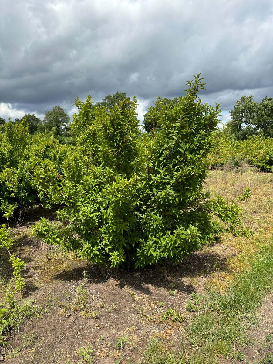 Forsythia intermedia 'Courtalyn' meerstammig / struik struik