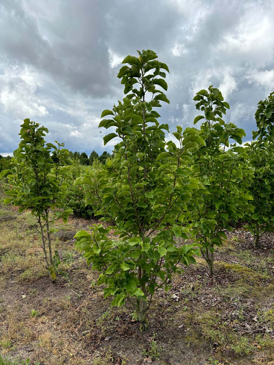 Magnolia 'Black Beauty' meerstammig / struik meerstammig