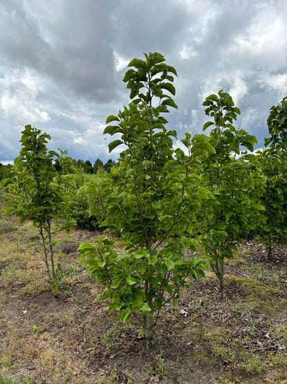 Magnolia 'Black Beauty' meerstammig / struik meerstammig