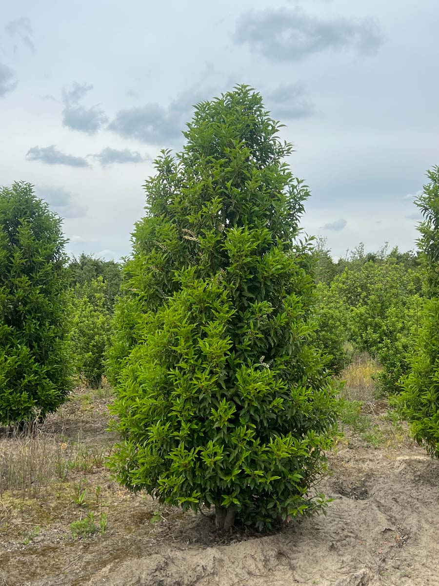 Prunus laurocerasus 'Angustifolia' meerstammig / struik struik