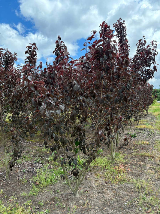Prunus serrulata 'Royal Burgundy' solitair solitair