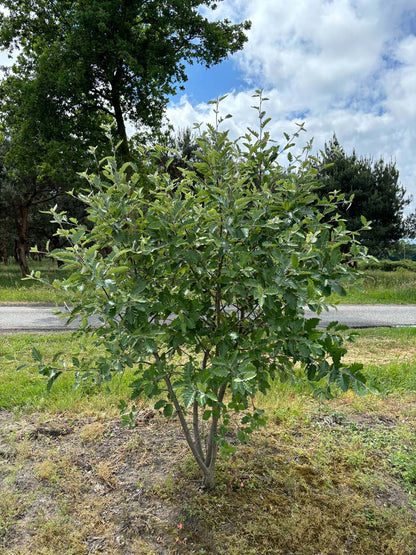 Sorbus intermedia meerstammig / struik meerstammig