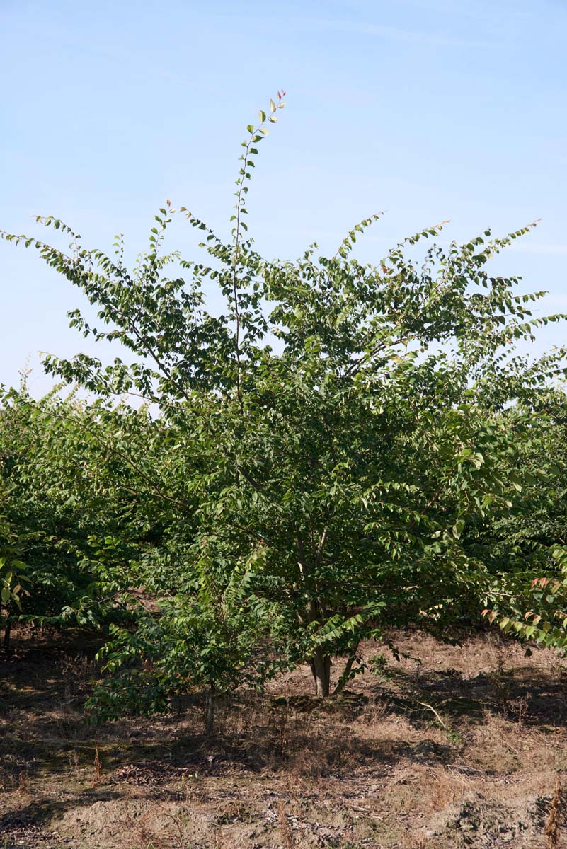 Zelkova serrata meerstammig / struik meerstammig