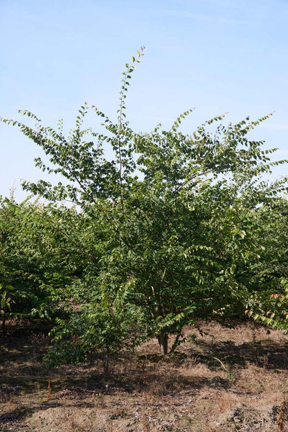 Zelkova serrata meerstammig / struik meerstammig