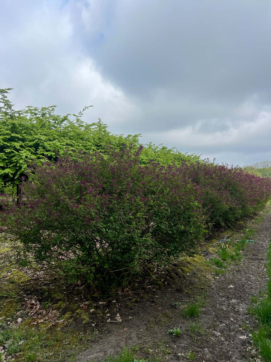 Syringa 'Red Pixie' meerstammig / struik struik