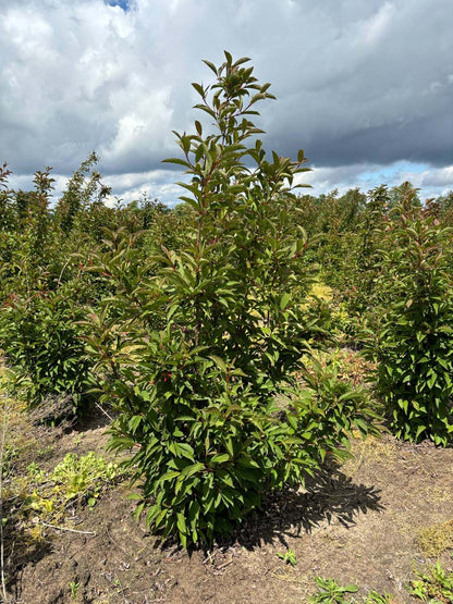 Viburnum bodnantense 'Charles Lamont' meerstammig / struik struik
