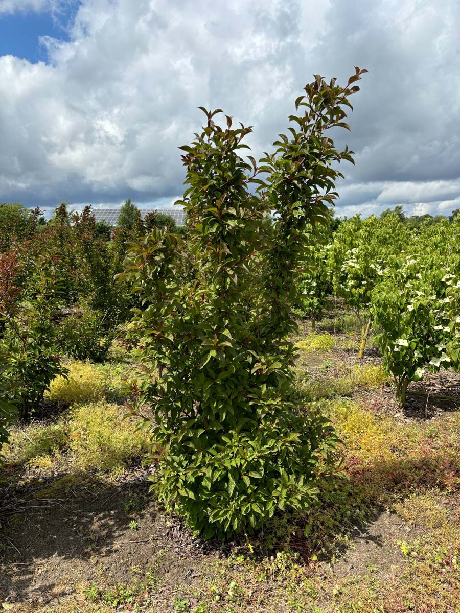 Viburnum bodnantense 'Charles Lamont' meerstammig / struik struik