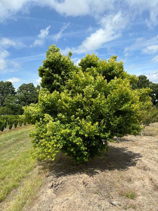 Acer palmatum 'Beni-tsukasa' meerstammig / struik meerstammig