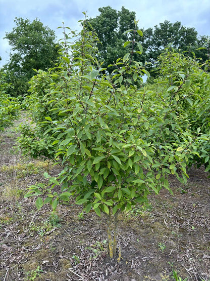 Callicarpa bodinieri 'Profusion' meerstammig / struik meerstammig
