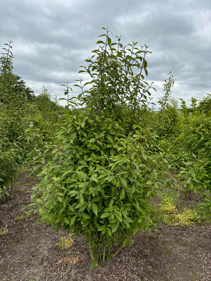 Callicarpa bodinieri 'Profusion' meerstammig / struik meerstammig