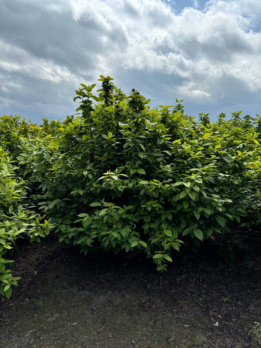 Calycanthus floridus meerstammig / struik struik