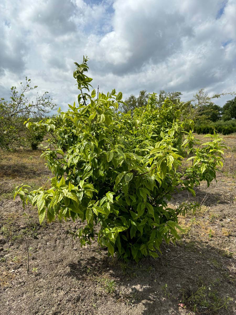 Chimonanthus praecox meerstammig / struik meerstammig