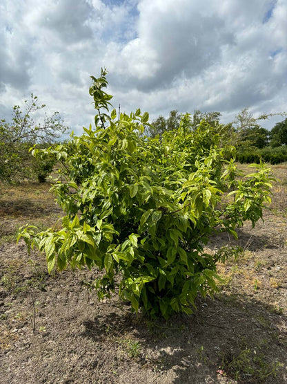 Chimonanthus praecox meerstammig / struik meerstammig
