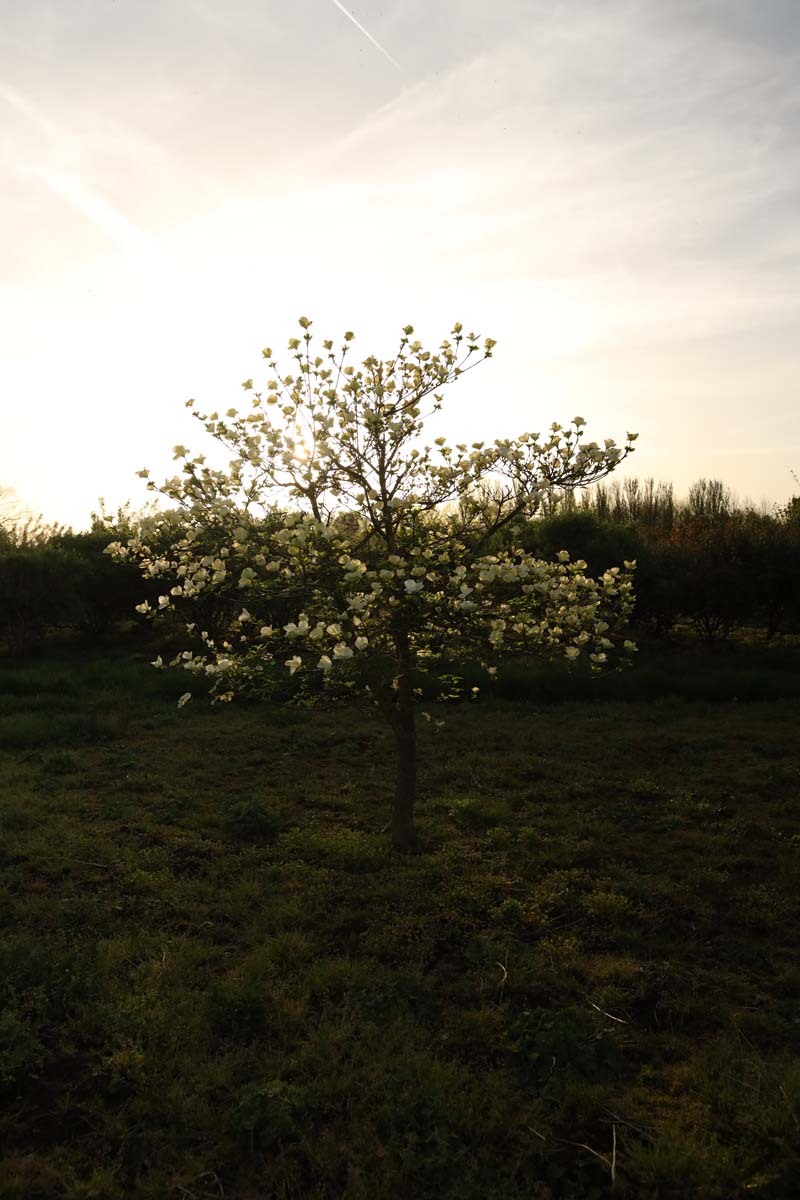 Cornus 'Ascona' solitair solitair