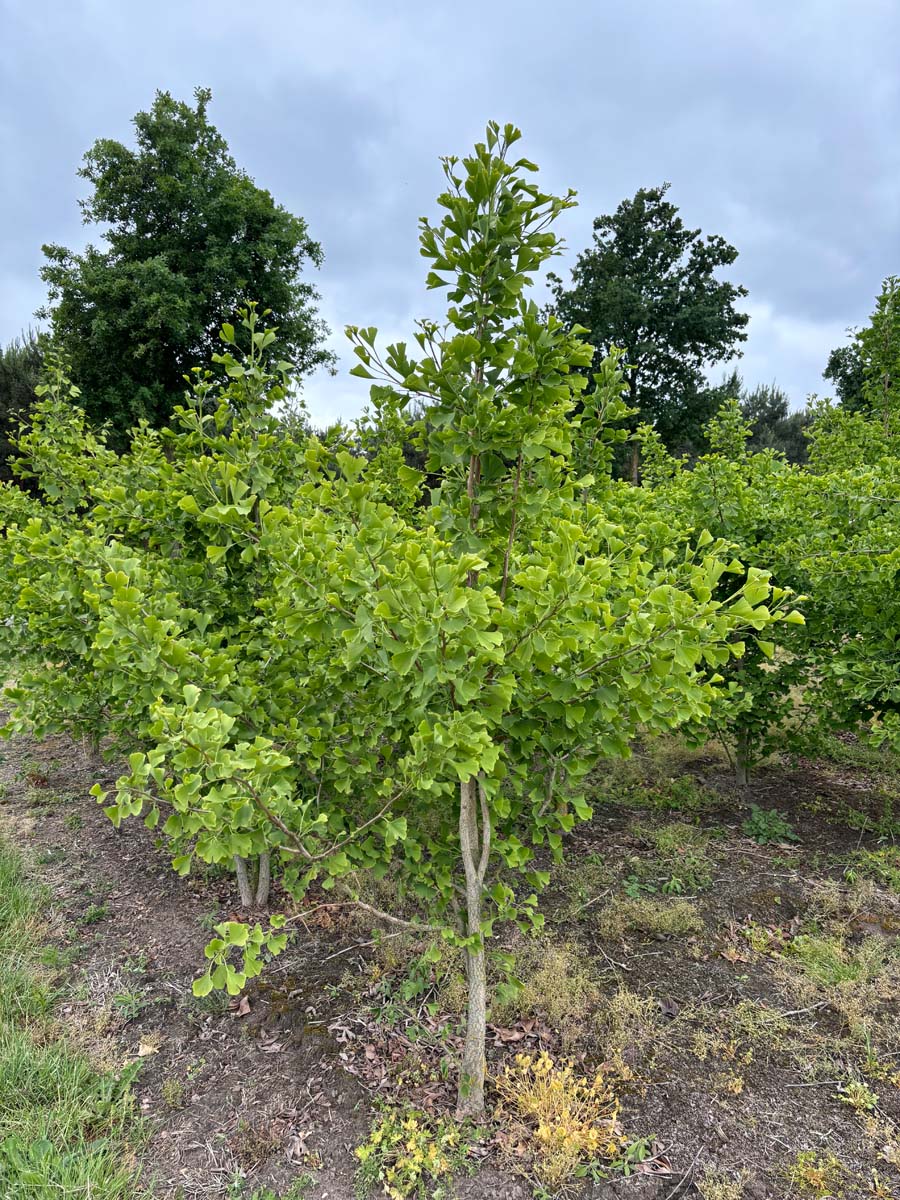 Ginkgo biloba meerstammig / struik meerstammig