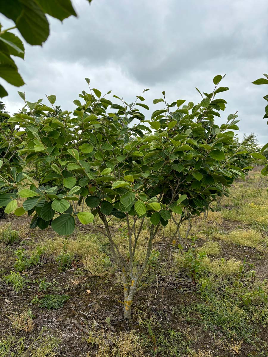 Hamamelis intermedia 'Westerstede' meerstammig / struik struik