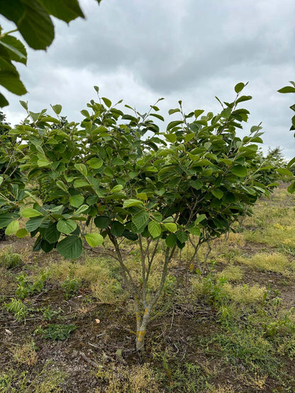 Hamamelis intermedia 'Westerstede' meerstammig / struik struik