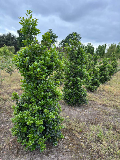 Ilex meserveae 'Hachfee' meerstammig / struik struik