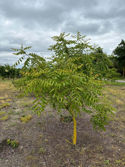 Koelreuteria paniculata solitair solitair
