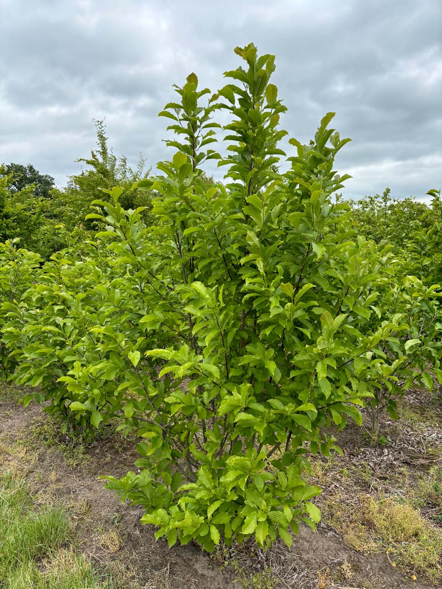 Magnolia brooklynensis 'Yellow Bird' meerstammig / struik meerstammig